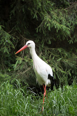 Naklejka premium Weißstorch