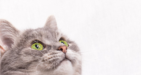Fototapeta na wymiar The head of a gray cat with green eyes