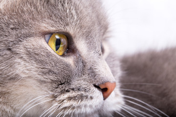 Fragment of a muzzle of a gray cat in a profile
