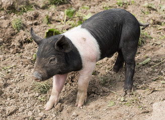 Saddleback piglet looking for food in a muddy field