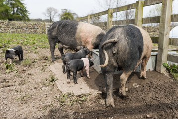 A large Saddleback pig family taking a drink of water from a trough