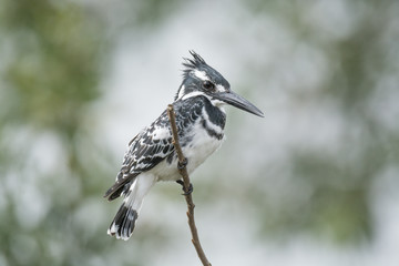 Obraz premium Pied King Fisher Bird