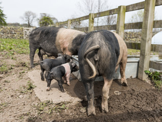 A large Saddleback pig family taking a drink of water from a trough