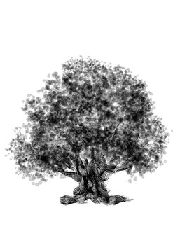 Drawing old tree oak on a white background. Isolated black silhouette on a white background.