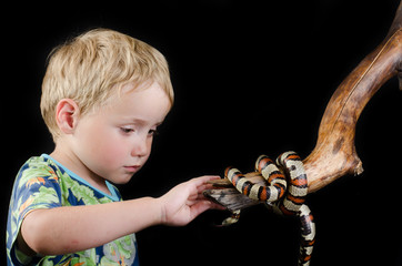 little boy and king snake Over Black Background