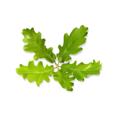 live oak leaves