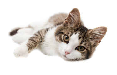 kitten lies on one side