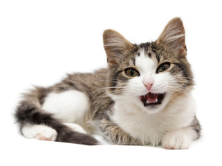 kitten has opened a mouth