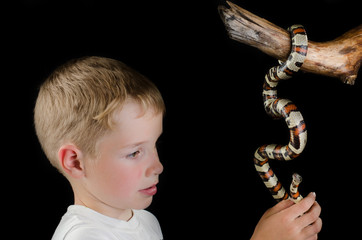 little boy and king snake Over Black Background
