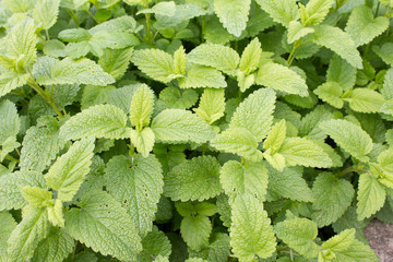 Zitronenmeliasse (Melissa officinalis). Eine beliebte Heilpflanze mit wunderbarem Aroma. Sie wurde Heilpflanze des Jahres 1988