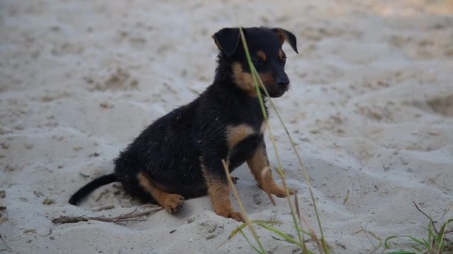 Cute puppy on wet beach sand looking into camera