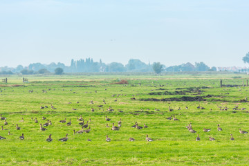 Fototapeta na wymiar Lots of wild geese searching food on the meadow