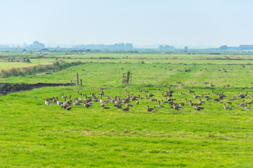 Lots of wild geese searching food on the meadow