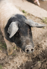 Fototapeta premium Saddleback pig shot from above in a muddy field