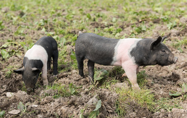 Saddleback piglets looking for food in a muddy field