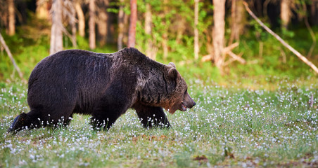 Brown bear in the finnish forest