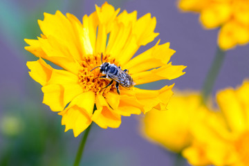 Plasterer Bee on Coreopsis, aka Tickseed, in Santa Fe, New Mexico