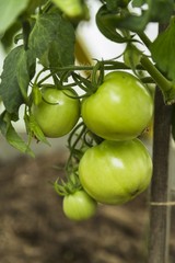 green tomatoes on tomato tree