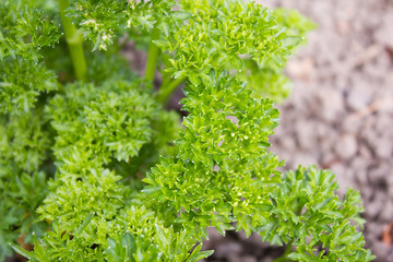 Grüne Petersilie kraus, angebaut in einem Garten, eines der beliebtesten Küchenkräuter