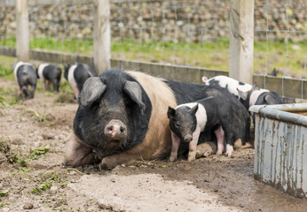 Saddleback piglets and mother pig, in a muddy field,looking for food