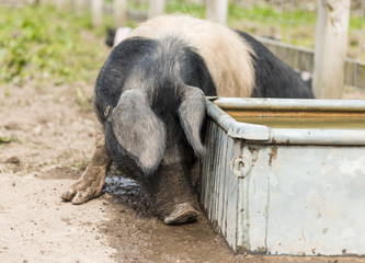 A large Saddleback pig looking for food near a trough of water
