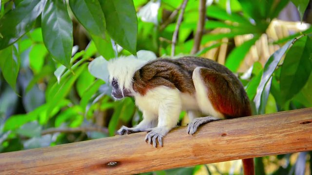 Video 1080p - Wild Adult Cotton Top Tamarin Monkey