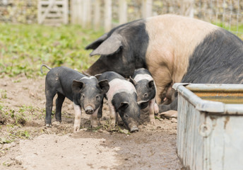 Saddleback piglets and mother pig, in a muddy field,looking for food