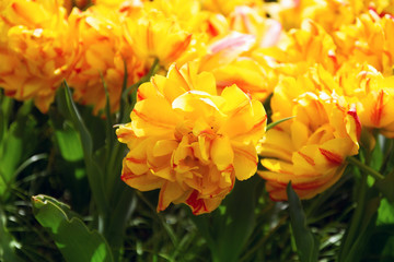 Yellow tulips. Flowers in the garden