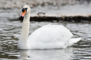 Fototapeta premium An beautiful white Swan swimming on a lake.