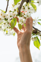 hand reaches spring white blossoms