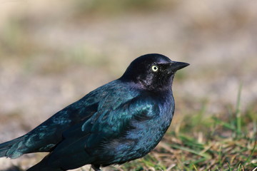 Brewer's Blackbird male