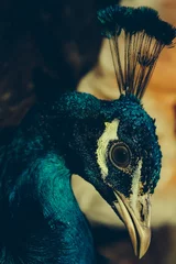 Crédence de cuisine en verre imprimé Paon peacock with crest on head