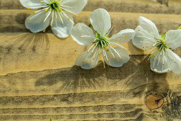 Cherry flowers and leaves on wood