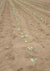 定植したブロッコリー