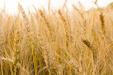 Ears of golden wheat on the field close up. Beautiful Nature Sunset Landscape. Rural Scenery under Shining Sunlight. Rich harvest Concept