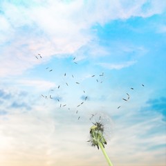 Dandelion.