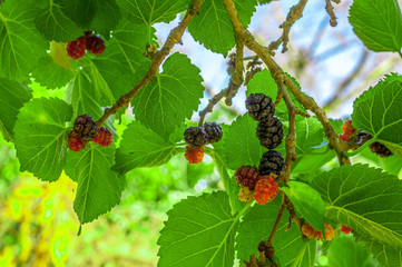Mullberries on the tree