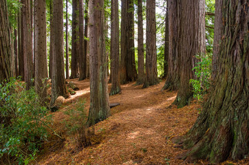 Fototapeta premium Redwood Grove in Hamurana Springs, Rotorua New Zealand.
