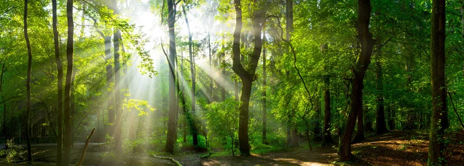 Foto auf Alu-Dibond Wald Panorama mit Sonnenstrahlen © Günter Albers