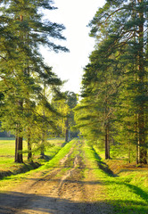 Fototapeta premium Park at spring.