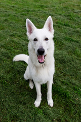 White Swiss shepherd dog
