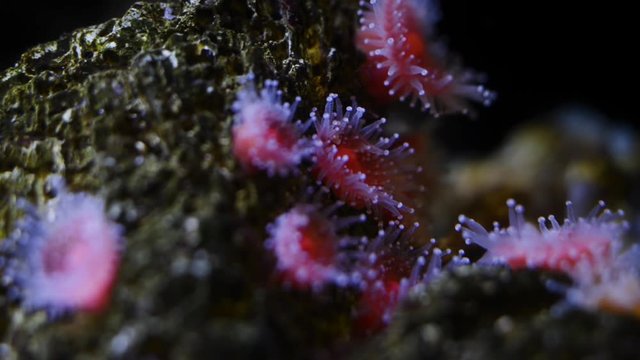Small red sea anemones on a rock, tentacles waving in the current.