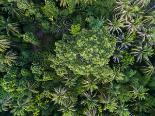 Jungle trees aerial view