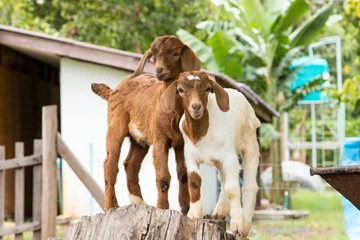 Fotobehang goats in the farm in Thailand © n_u_t