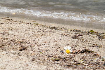 Fototapeta na wymiar Daisy Blossom Washed Ashore with Small Wave