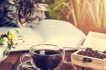 Cat lying on a book and sleep. Animals. Funny pets. Literature