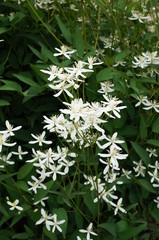 White flowers of non-climbing clematis vine Recta Purpurea