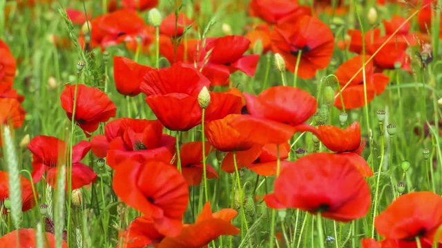 Huge field of blossoming poppies. Poppy field. Field of blossoming poppies. Blossoming poppies. close up of moving poppies. Countryside, Rural, Rustic Summer Landscape, Background