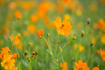 Orange cosmos flower with large raindrop on its petal, tiny orange reflections of other flowers in the field