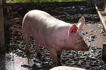 Pink Pig in Muddy Pen in the Sun